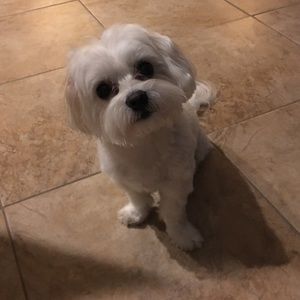 🐶🐾🐶 Pet Friendly Closet 🐶🐾🐶